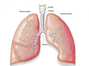 immagine polmoni